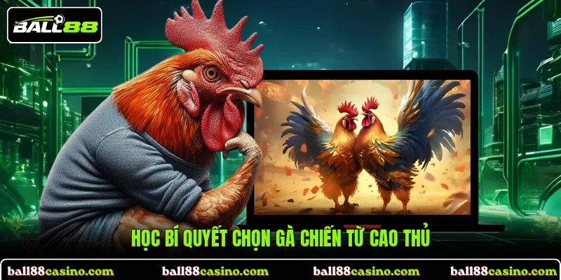 Học bí quyết chọn gà chiến từ cao thủ