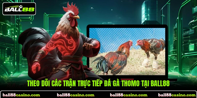Theo dõi các trận trực tiếp đá gà Thomo tại BALL88